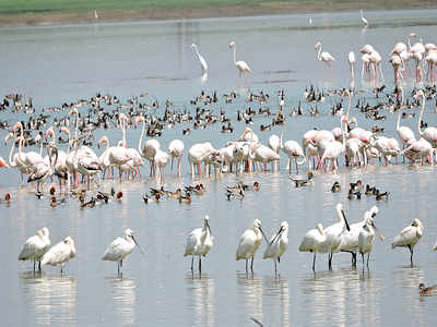 Mining hub Ballari turns into a flamingo paradise