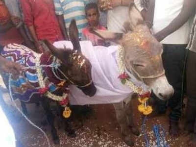 Mysuru villagers find lonely donkey a bride, priest officiates union