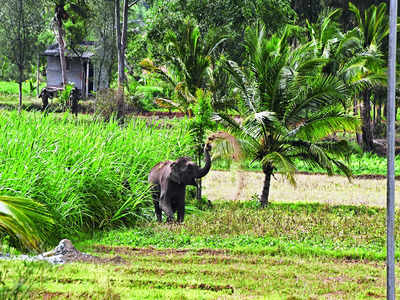 Jumbo fatalities: Glimmer of hope, perhaps?