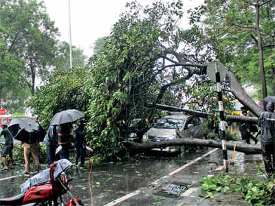 307 tree falls in June, but BMC blames rain gods