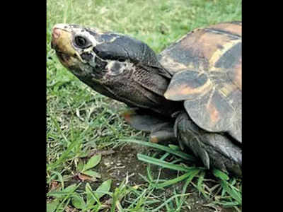 Rare tortoise seen for 2nd time in Arunachal Pradesh