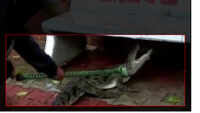 Watch: Baby crocodile rescued in Vadodara 