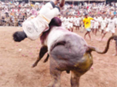 ‘If bull-fighting is cruel so is castrating dogs’