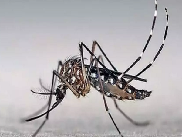 Offer standalone health policy for dengue/malaria: IRDA to insurers