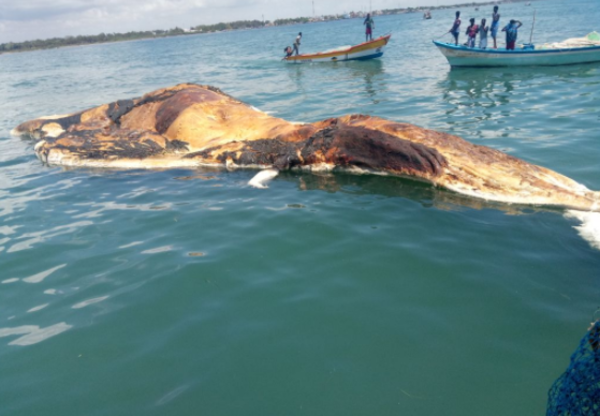 Carcass of Bryde’s whale recovered from sea off TN coast