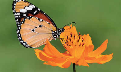 Bengaluru a happy breeding ground for butterflies