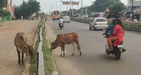 Stray cattle menace increases as enforcement weakens in Trichy