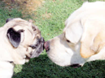 Pet Puja: Handling two dogs