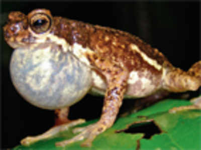 Tree toad to be mapped this monsoon
