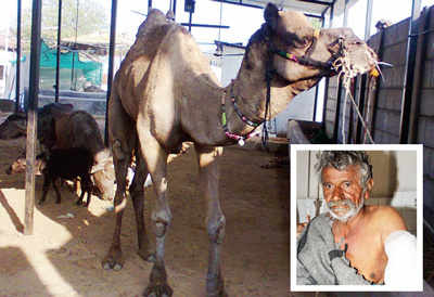 After biting a man to his death, camel chews off master's arm