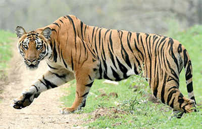 Tiger census counts up to 41; next phase to begin soon