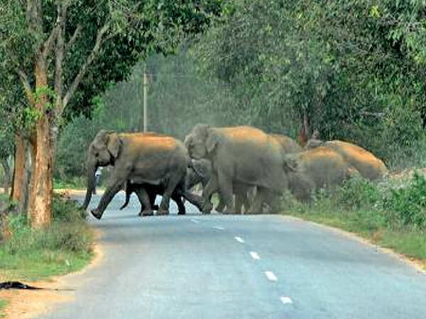 Environmentalists welcome apex court order on elephant corridor
