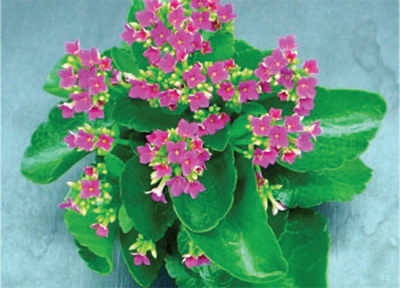 The greenskeeper: Kalanchoe