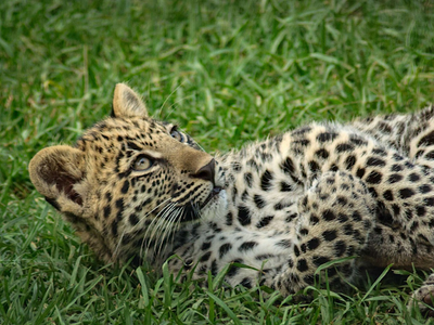 Thane: Newborn leopard cub rescued from open gym at Yeoor