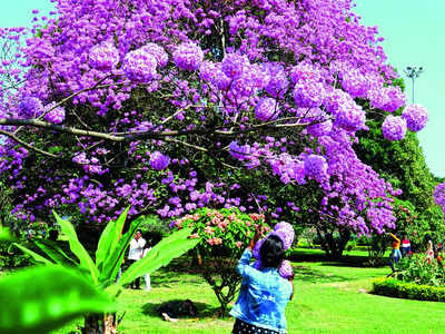 Cubbon Park chronicles: You have arrived