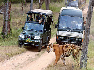 Don’t crowd out tigers: Maintain 500 m distance between safari vehicles