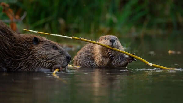 Beavers are climate heroes: Study reveals they can trap over 1,300 tons of carbon
