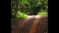 Taluka-level SITs formed to identify reserve forests handed to private parties