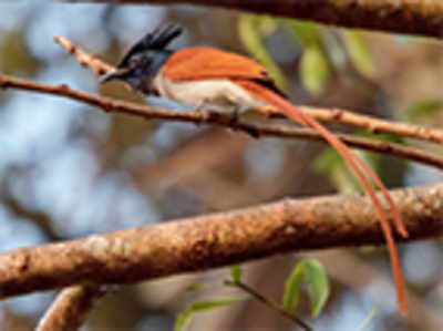 Ornithologists make Manipal Bird Day a global affair