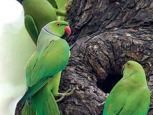 Parrots of Pondy Bazaar