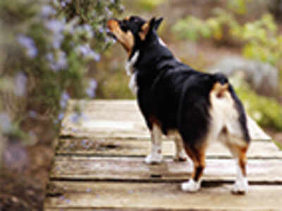 Pet Puja: Why you owe your dog a stimulating walk