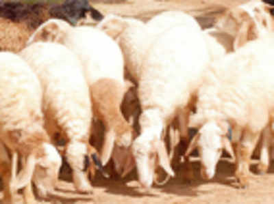 Government plans to count more sheep
