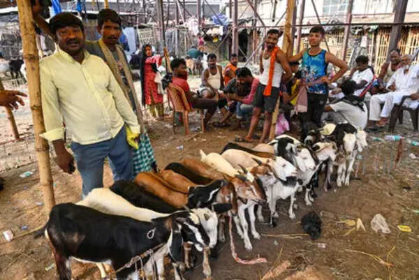 Goat prices skyrocket ahead of Bakrid