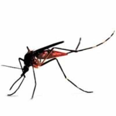 10 things to do to prevent dengue
