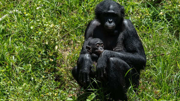 A rare sanctuary in Congo looks after baby bonobos away from poaching threat