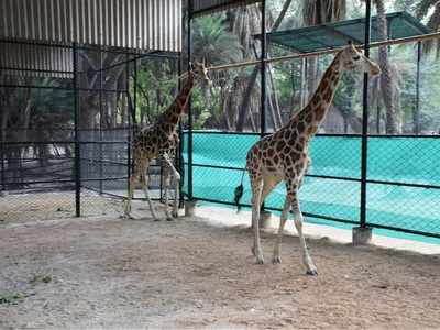 hyderabad: Nehru Zoological Park gets Giraffe pair from Kolkata