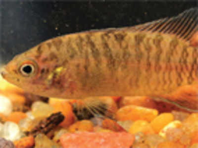 New species of badid fish found in the Western Ghats