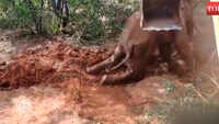 Karnataka: Elephant falls into trench, rescued 