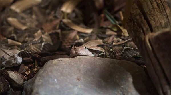 Gaboon Viper: Meet the most terrifying snake with the largest fangs in ...