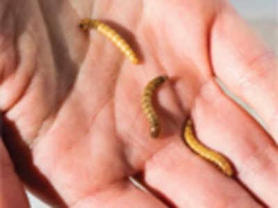 Wormy livestock to boost proteins?