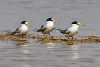 Chhattisgarh gets its first Ramsar wetland site at Kopra reservoir in Bilaspur