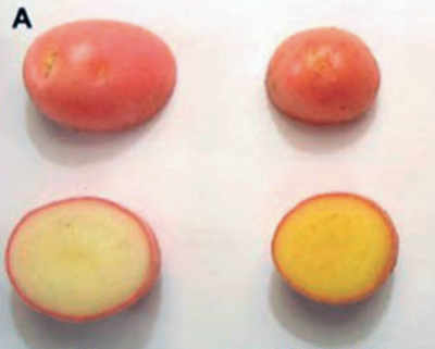 Golden potato rich in vitamins A and E developed