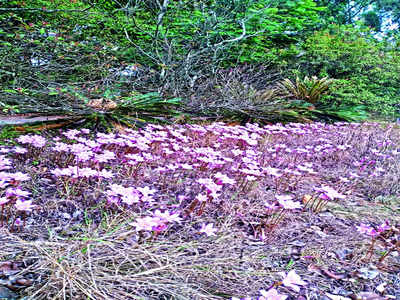 Pretty in pink: Nandi Hills goes abloom