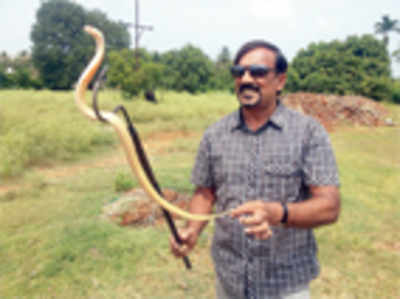 ‘White’ snake captured in Chamarajanagar dist