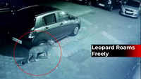 Watch: Leopard roams freely in Mumbai’s Goregaon East society 