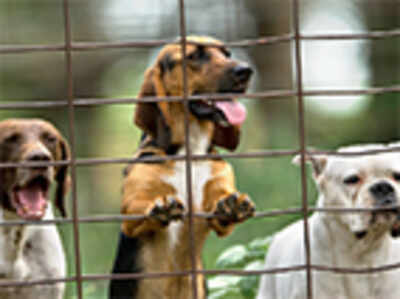 Pet Puja: Gift a dog a pillow