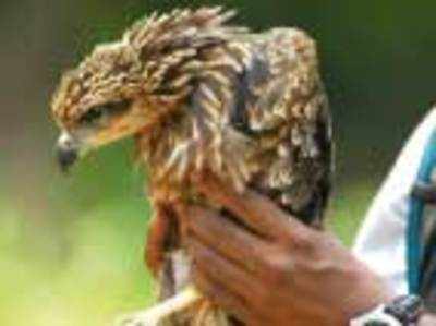 Chinese Manja killed 200+ birds last year