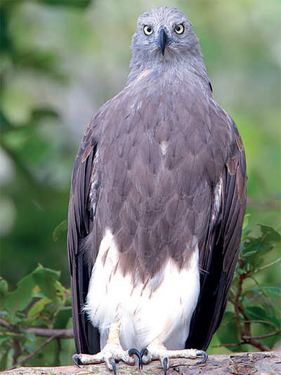 Urban Jungle: Where eagles fish