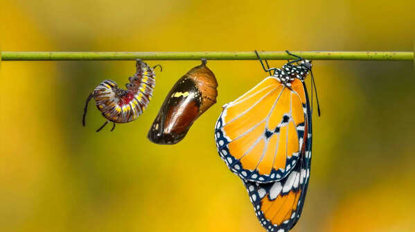 "Change is hard at first, messy in the middle, and gorgeous at the end."- Robin Sharma