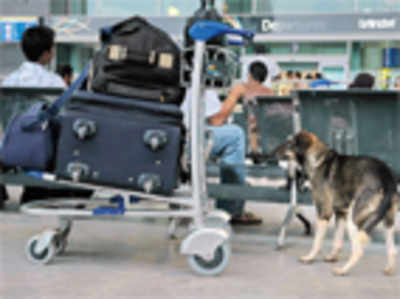 BBMP helps ‘catch’ airport strays; releases them back