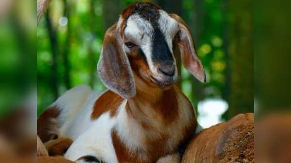 Indian goat breeds and their unique characteristics