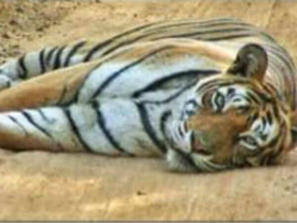 Ranthambhore's most famous tigress hasn't eaten for 5 days