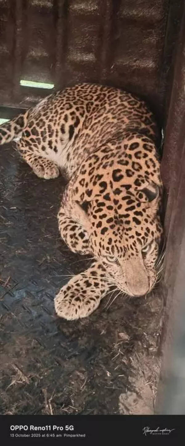District planning committee sanctions Rs20.35 crore to combat human-leopard conflict