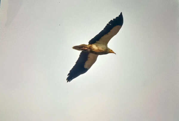 Vulture census flags sharp drop in numbers in Indore forests