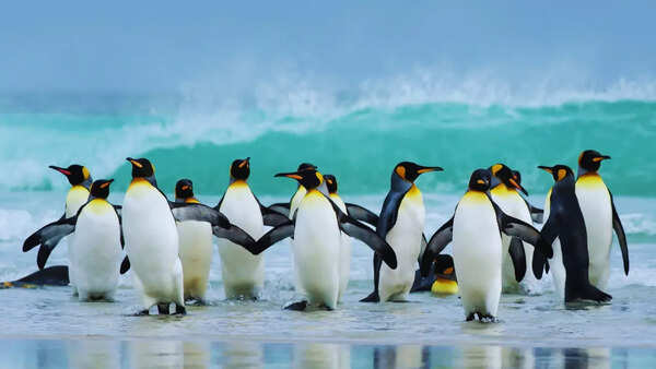 7 iconic flightless birds in the world and best places to see them