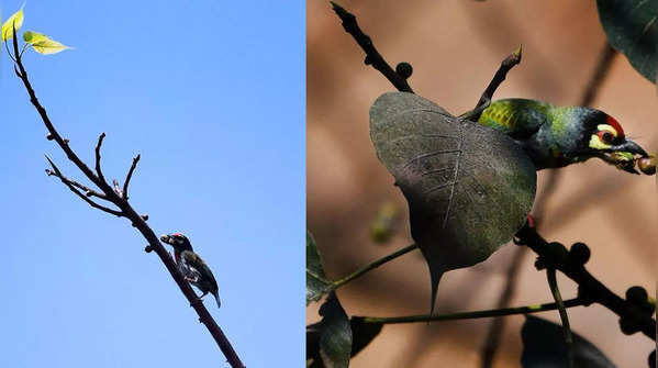 Photos from Mumbai: Birds of many a feather perch & tweet in town